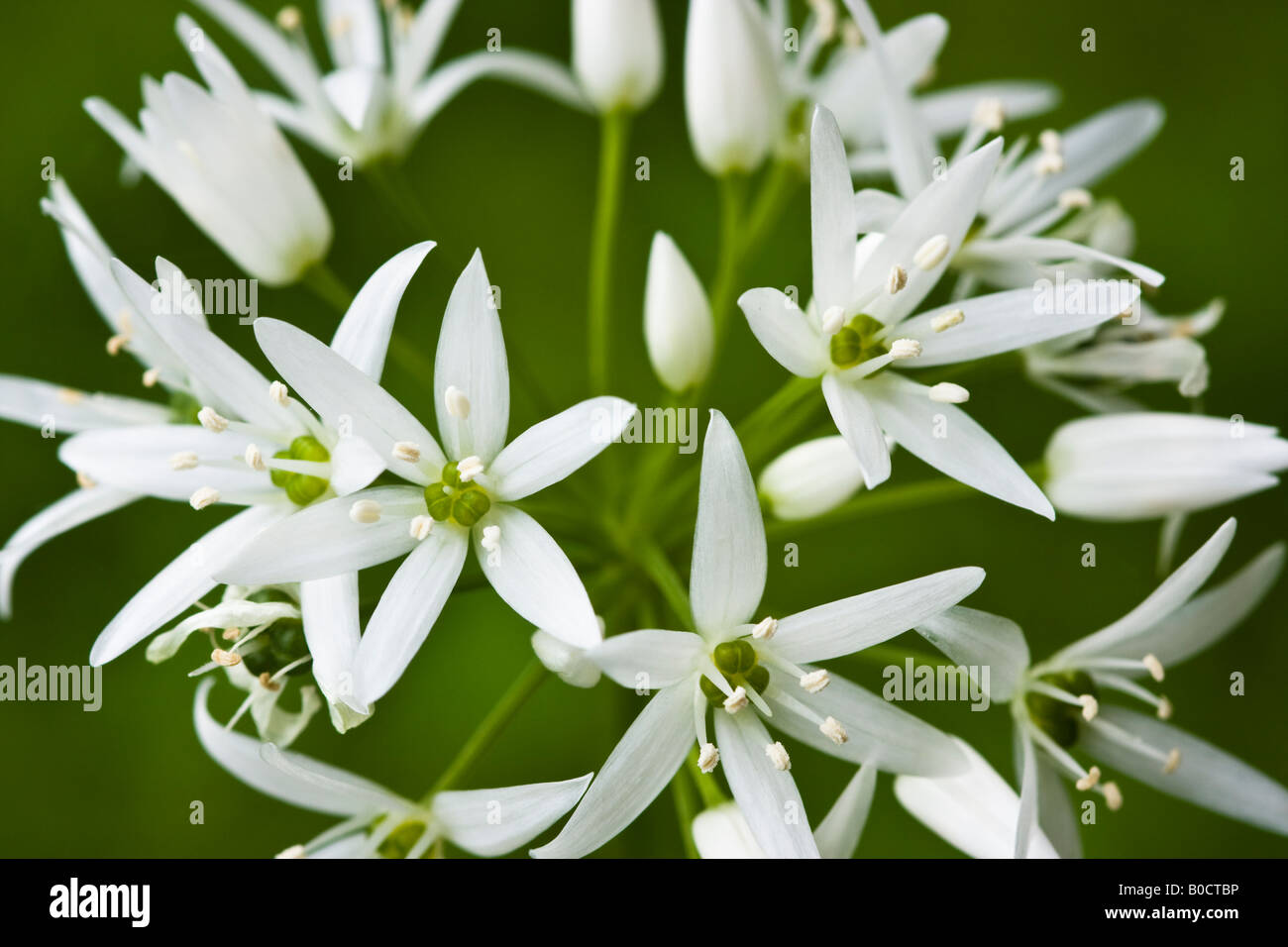 Weißen Blüten der Pflanze wilde Krähe Knoblauch auf grünem Hintergrund Stockfoto