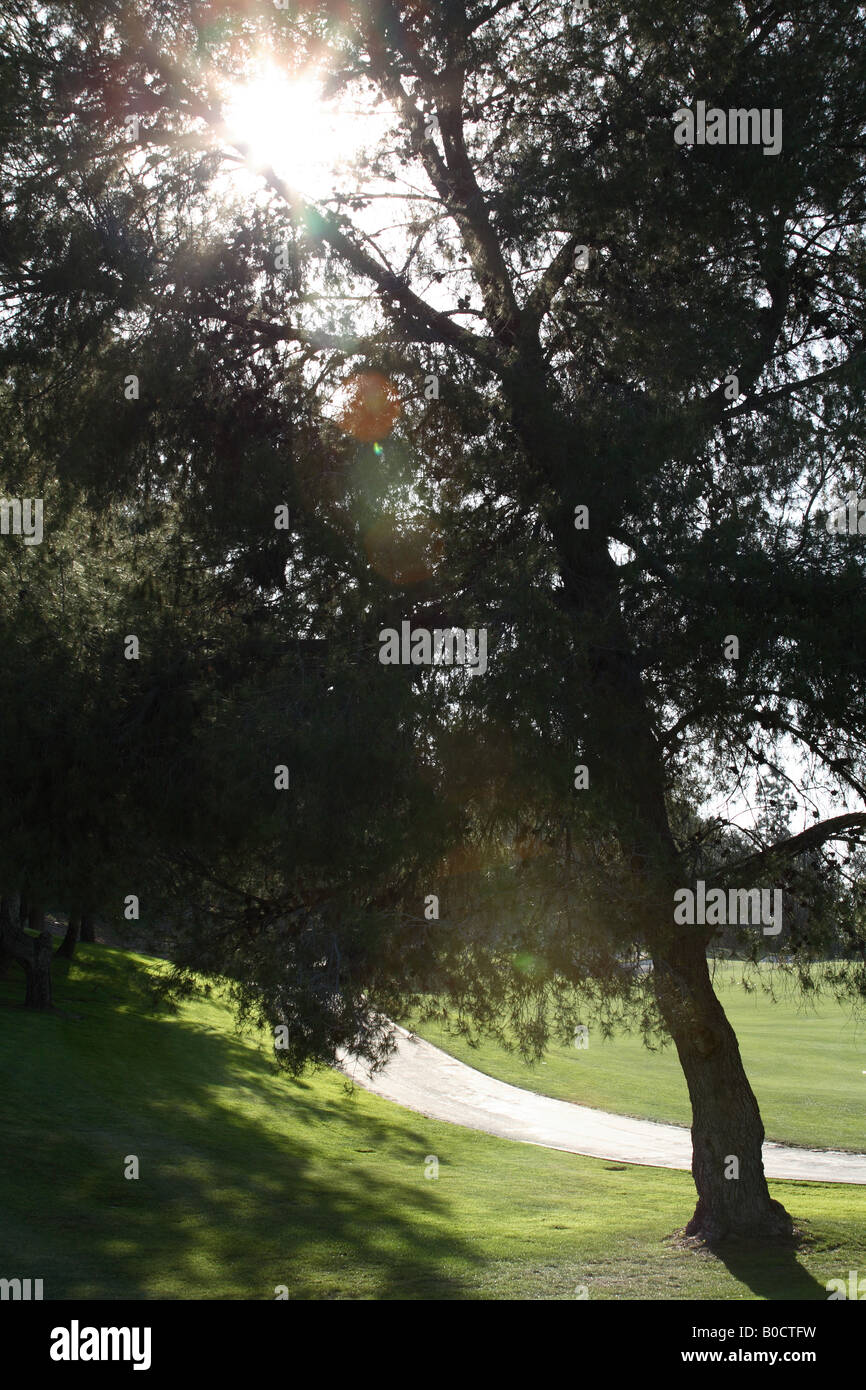 Sonnenlicht und Baum Silhouette Stockfoto