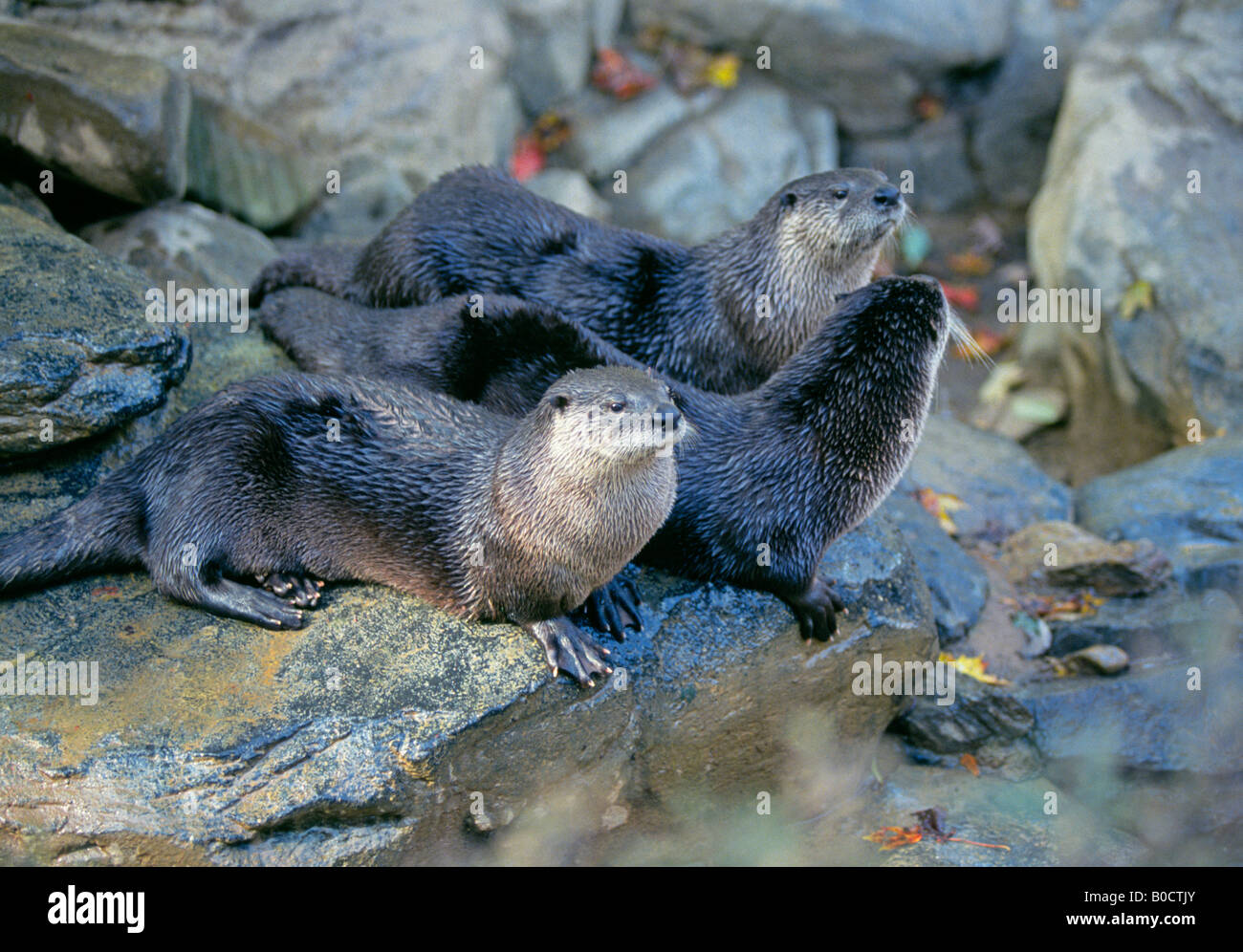 Porträt einer Familie von jungen Otter Lontra Canadensis am Ufer eines Baches im Herbst auf der Suche nach Krebsen Stockfoto