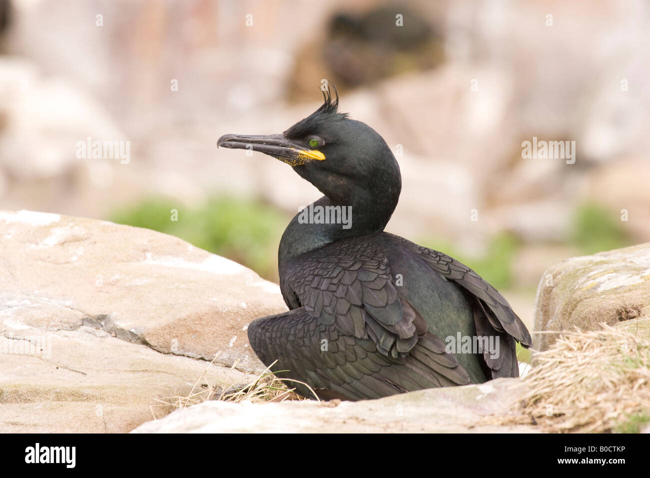 Seitenansicht des Shag (Phalacrocorax Aristotelis) stehen auf Felsen, äußere Farne, Farne Islands, Northumberland, England, UK Stockfoto