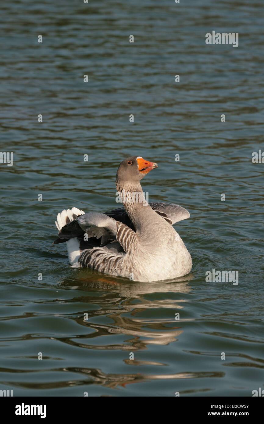 Graugans erstreckt sich seine Flügel Stockfoto