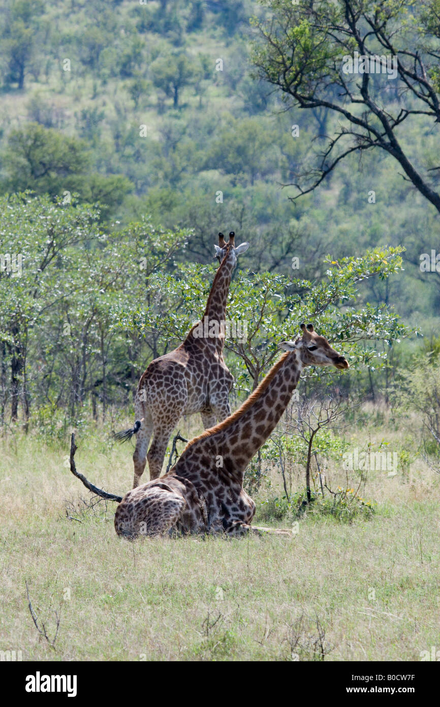 Giraffen ruht in Mopane Buschland, Kruger NP Stockfoto