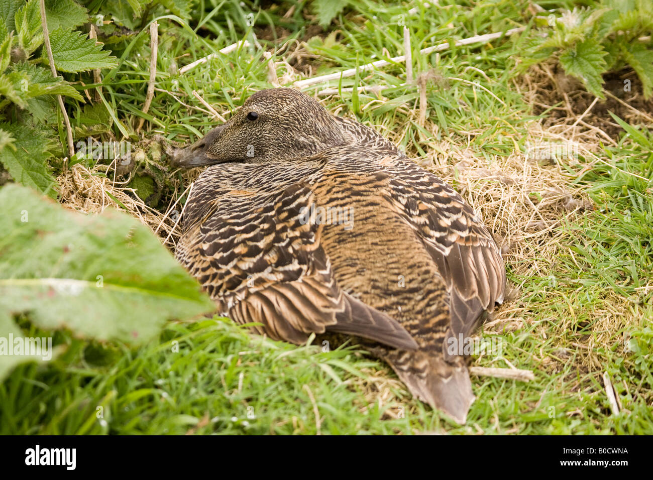 Getarnte weiblichen Eiderente (Somateria Mollissima) am Nest, Inner Farne, Farne Islands, Northumberland, England, UK Stockfoto