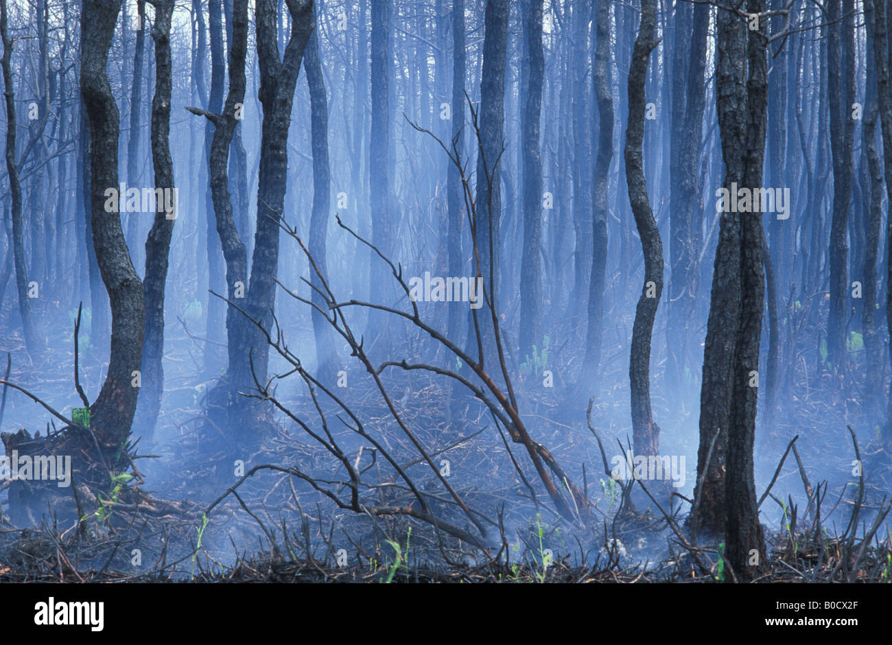 Folgen von Waldbränden südöstlichen USA, von Bill Lea/Dembinsky Foto Assoc Stockfoto
