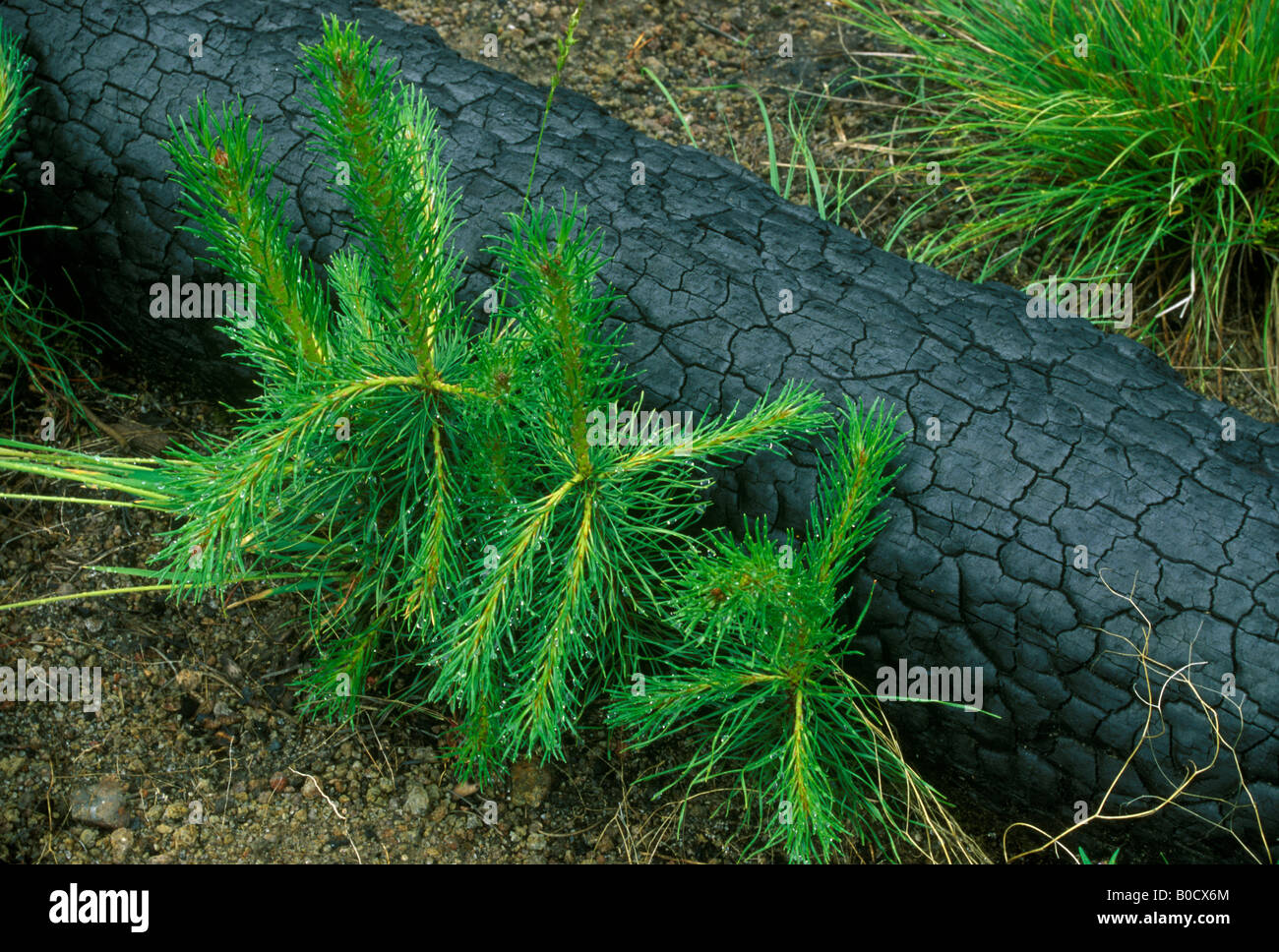 Lodgepole Pine Pinus contorta Säge und Sämlinge nach Waldbrand Yellowstone NP Wyoming USA 1989 von Dembinsky Photo Assoc Stockfoto