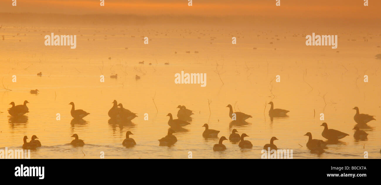 Enten und Gänse bei Sonnenaufgang Lower Klamath Basin National Wildlife Refuge im Herbst Herbst (), California Stockfoto