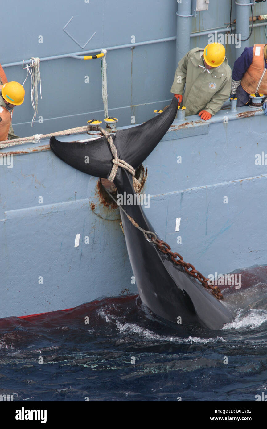Die "Kyo Maru Nr. 1" Wal-Catcher Schiff der japanischen Walfangflotte mit einem Toten Minke Wal. Südlichen Ozean 05 01 2006 Stockfoto