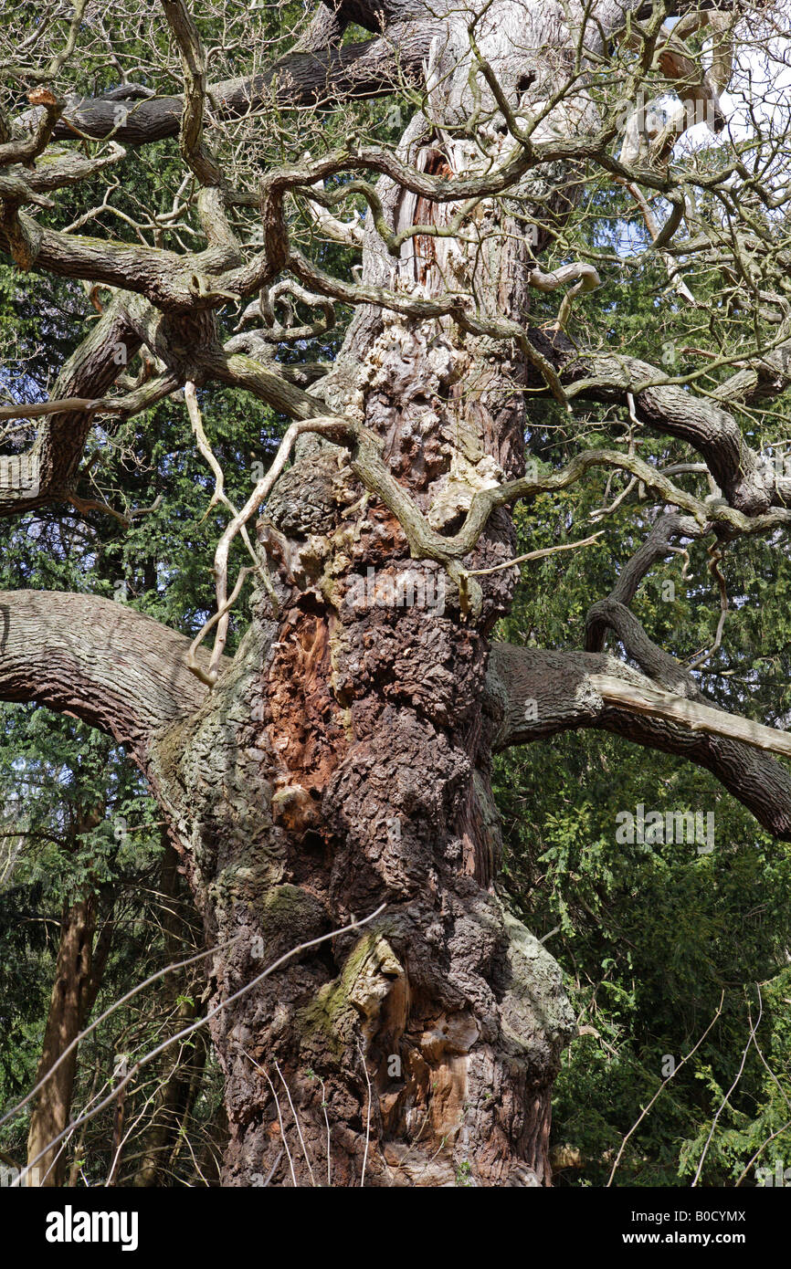 Alte Eiche, Sherwood Forest, Stockfoto