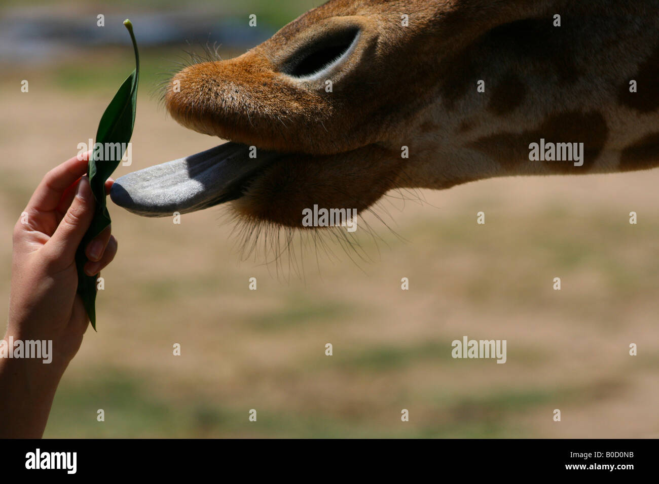 Eine einzelne Giraffe leckt eine hübsche Hand ein Blatt Stockfoto