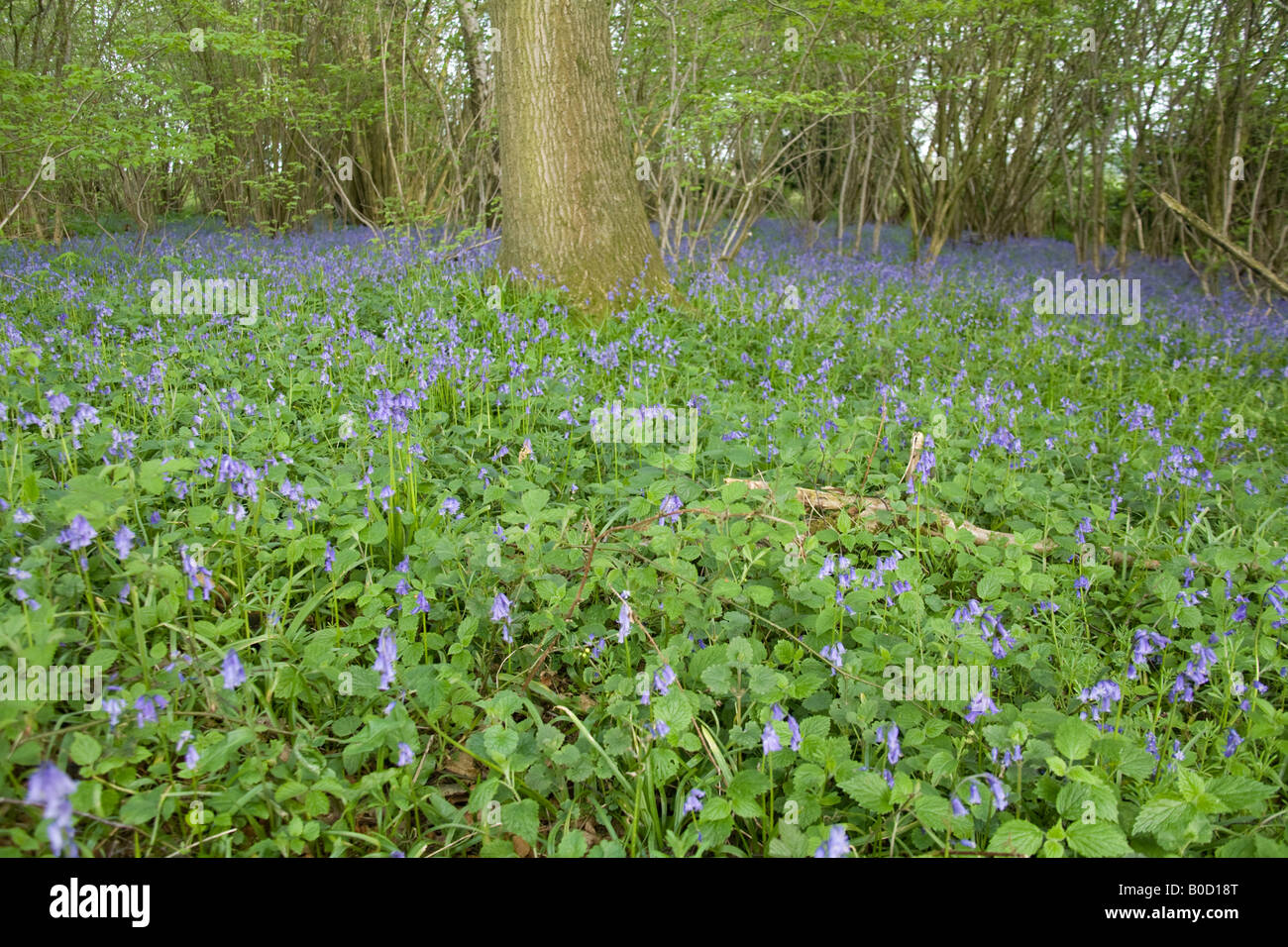 Bluebell woods Hattingley Hampshire England Stockfoto