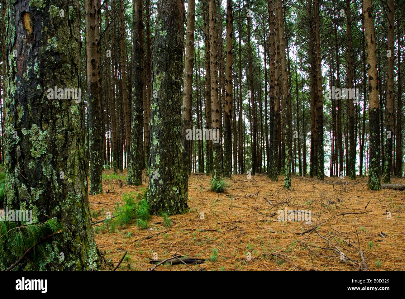 Wald von Pinien in der Umpumalanga Provinz, Südafrika. Stockfoto