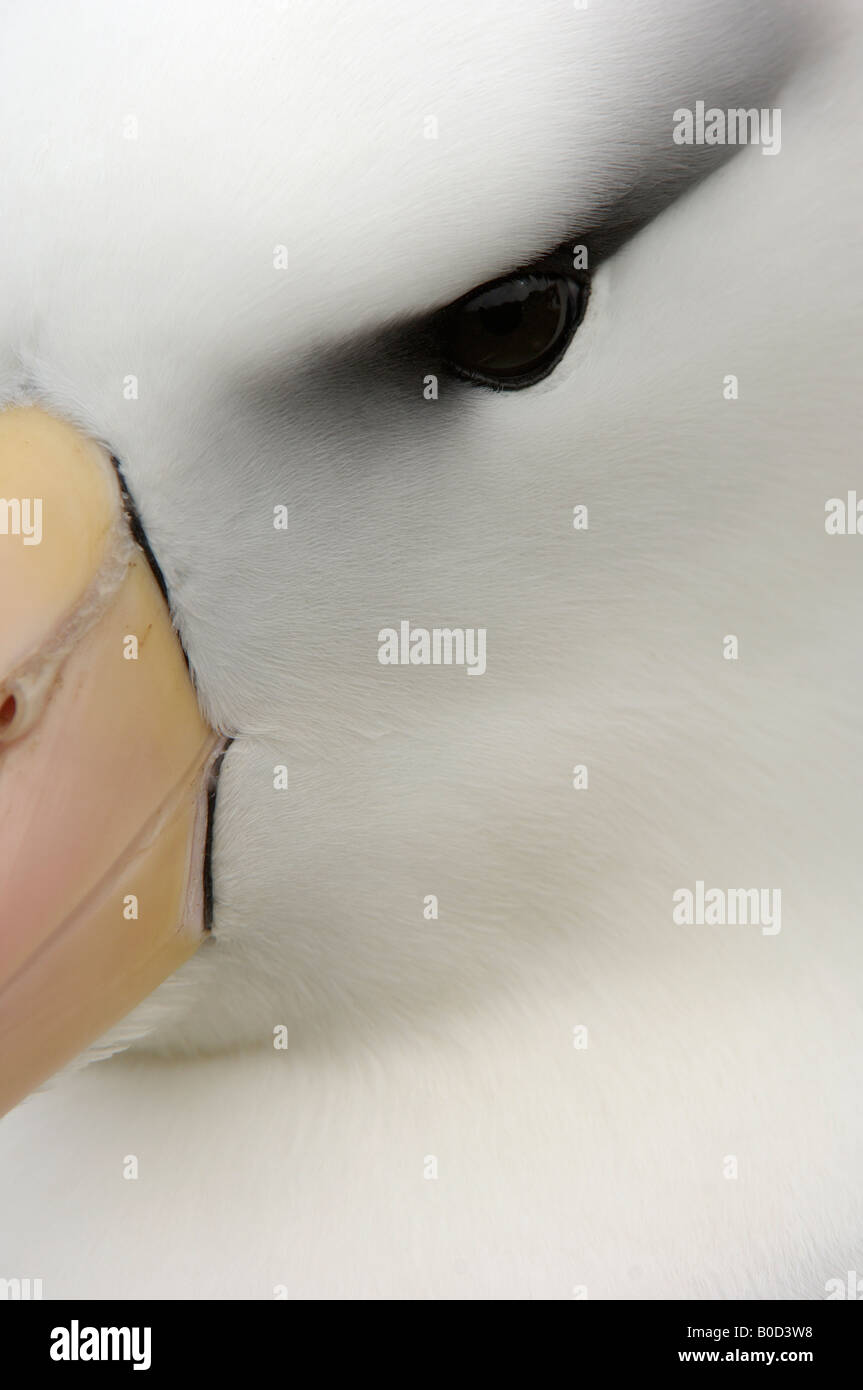 Schwarzen browed Albatros Diomedea Melanophoris Saunders Island Falklandinseln Nahaufnahme von Gesicht und Augen Stockfoto