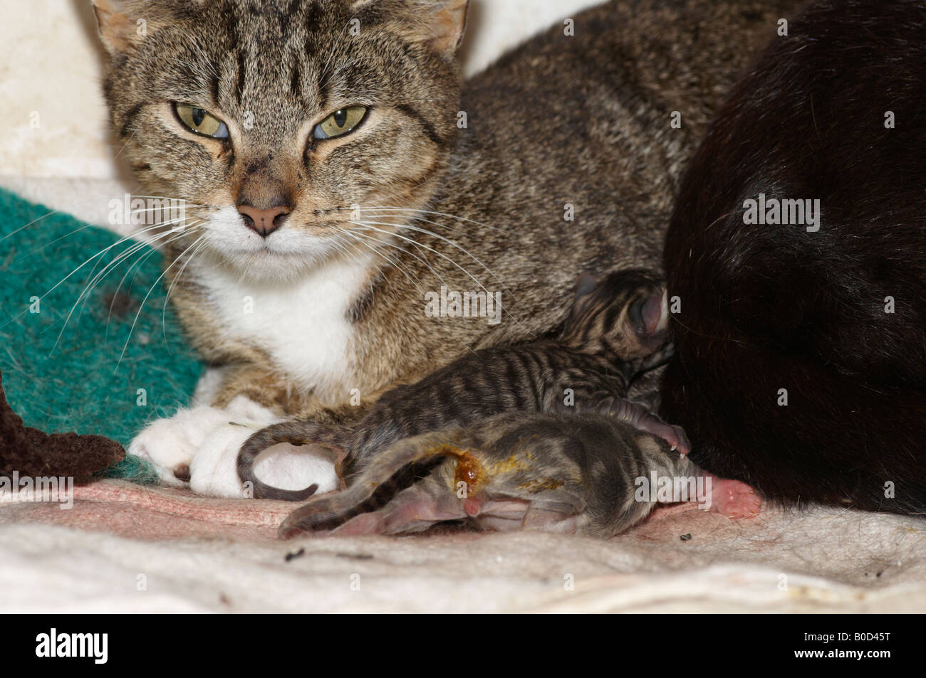 Mutter Königin Tabby und weiße Katze mit Kätzchen, die einen Tag alt mit schmutzigen Böden 1 sind, war die Mutter nicht väterlicherseits. Stockfoto