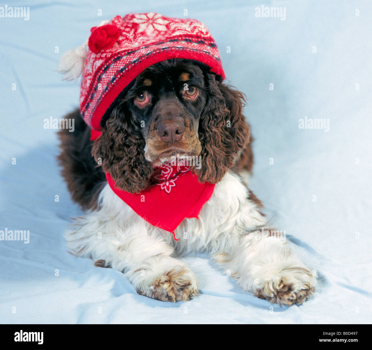 Ein amerikanischer Cockerspaniel Hund gekleidet in eine Wollmütze und einen Schal Stockfoto