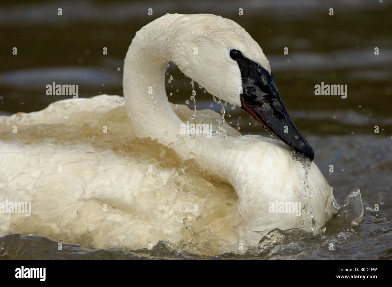 Trompeter Schwan Cygnus Buccinator Slimbridge UK Waschen Baden plantschen Stockfoto