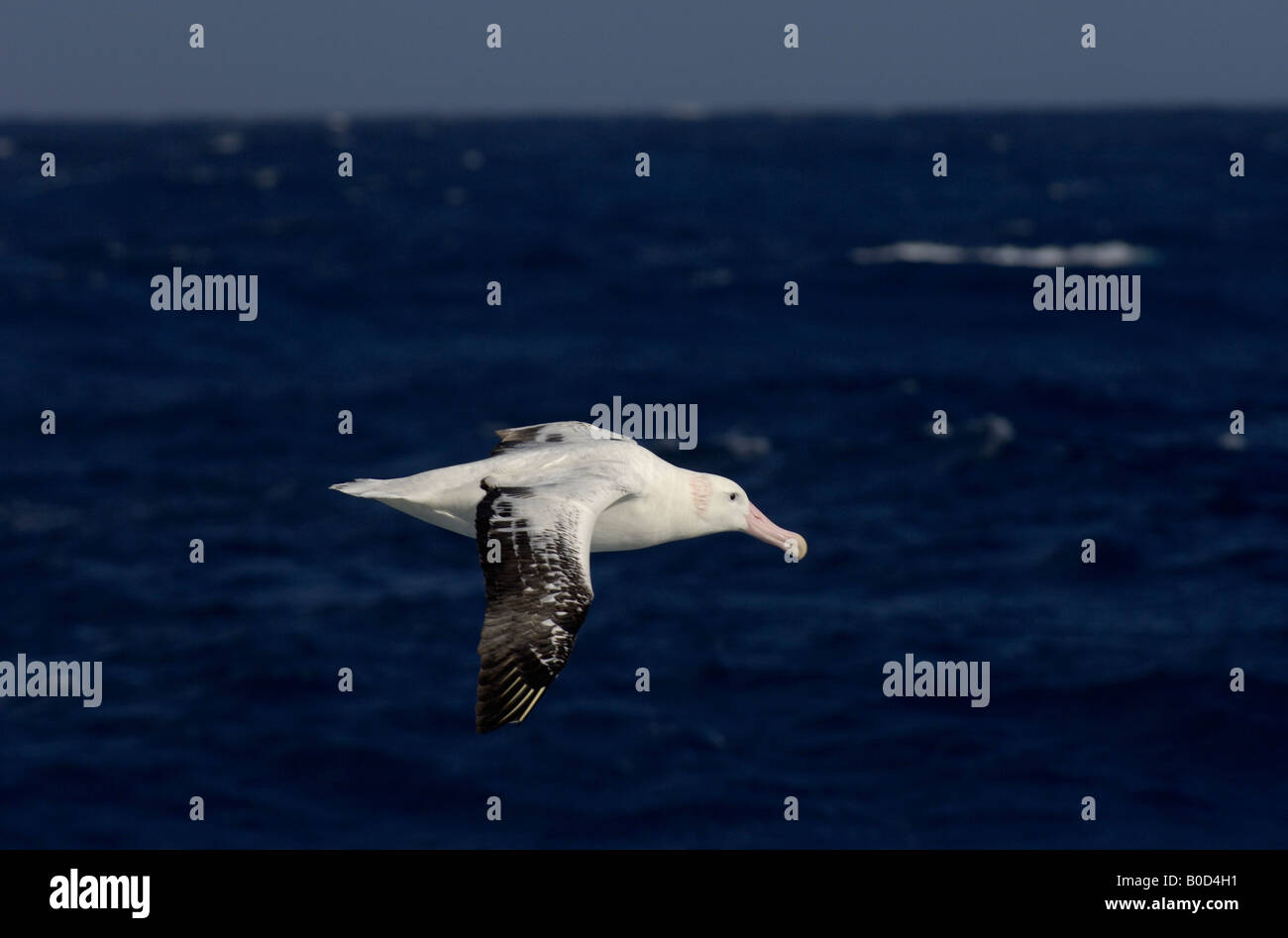 Wanderalbatros Diomedea Exulans im Flug Südpolarmeer Stockfoto