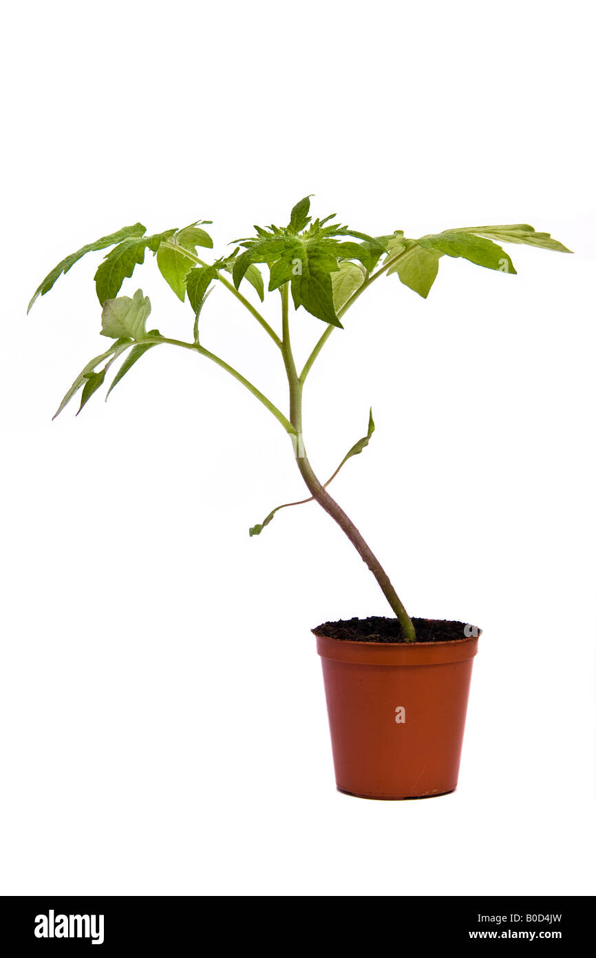 Junge Pflaume Tomatenpflanze (Pomodoro Tomaten Roma) in einem braunen Topf, vor einem weißen Hintergrund Stockfoto