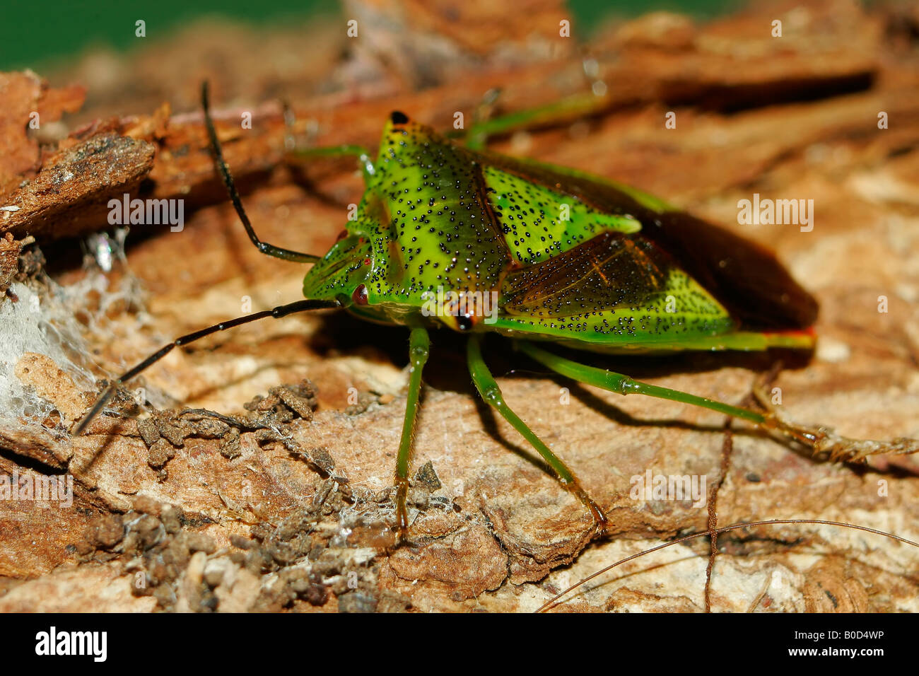 Weißdorn-Schild-Bug. Stockfoto