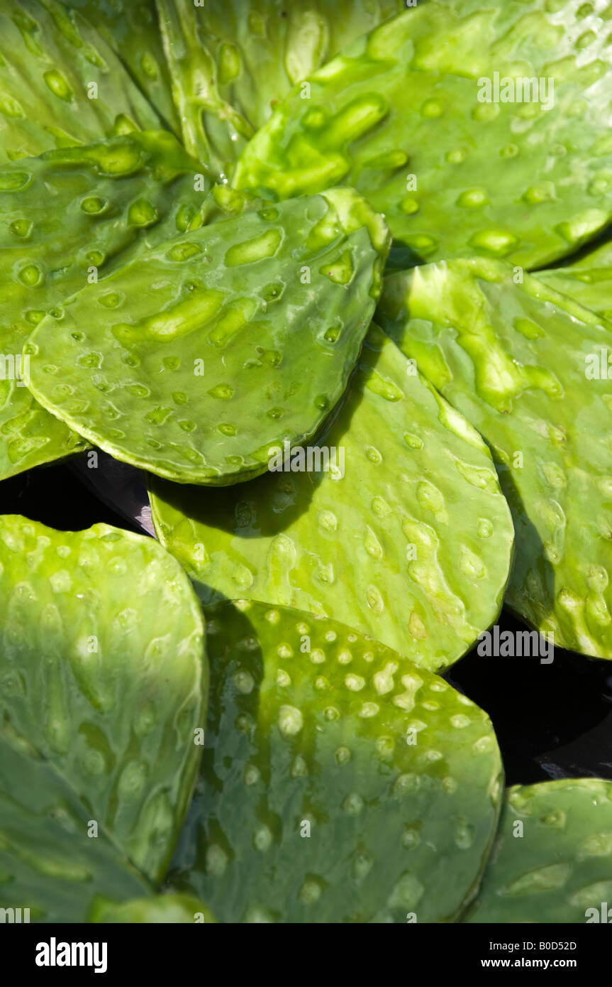 Gezupfte Kaktus-Pads für Verkauf in Puebla, Mexiko. Eine kleine alte Dame war setzte die Stacheln herauszupicken, um sie für den Verkauf vorzubereiten. Stockfoto