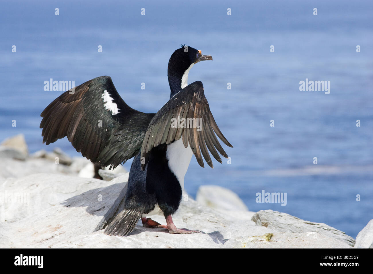 Rock Shag (Phalacrocorax Magellanicus) mit Flügel gestreckt, Sea Lion Island, Falkland-Inseln, Süd-Atlantik Stockfoto