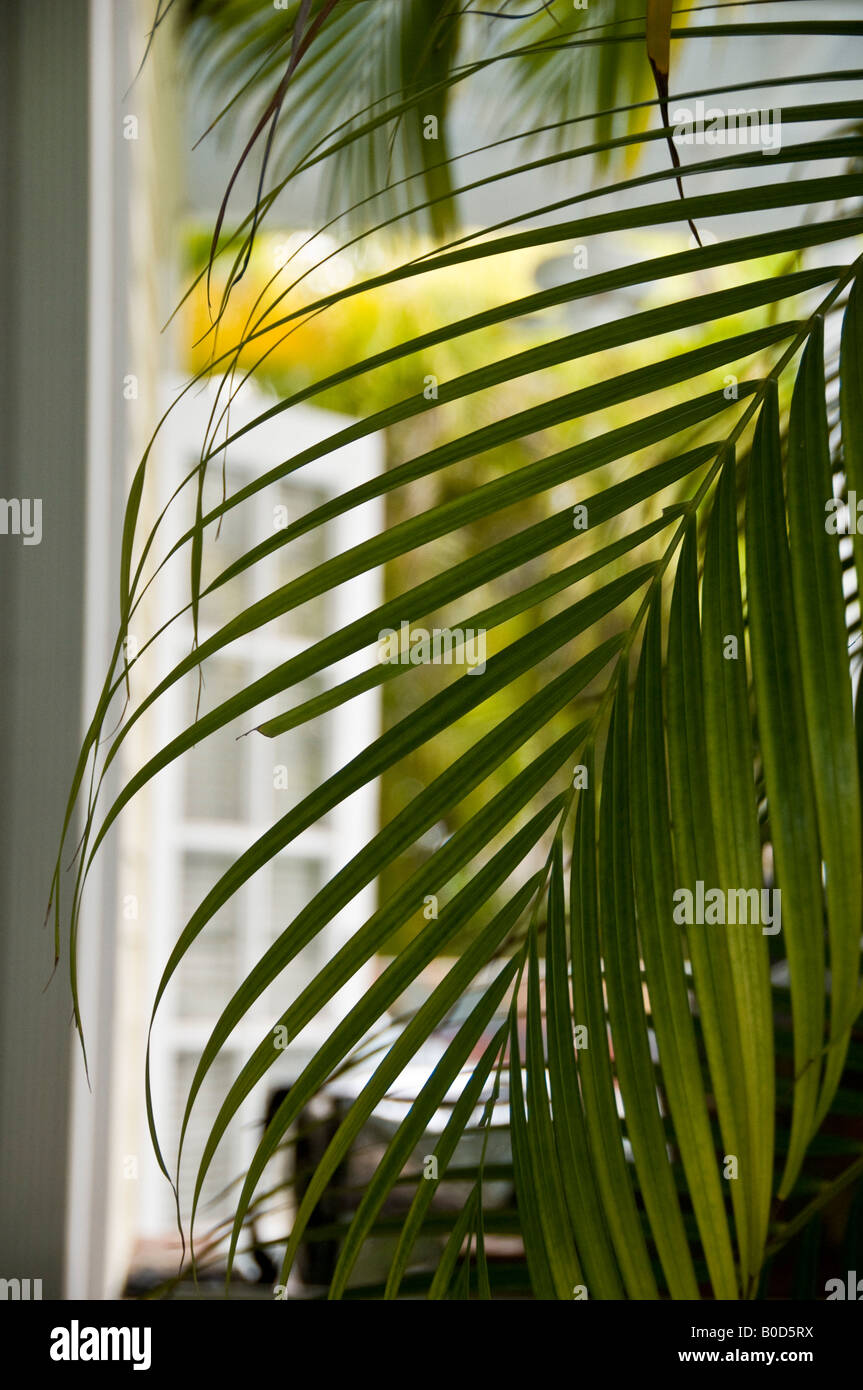 Blätter der Palme in einem ruhigen Garten im The Truman Annex in Key West Florida, wo die Tür im Hintergrund gesehen wird Stockfoto