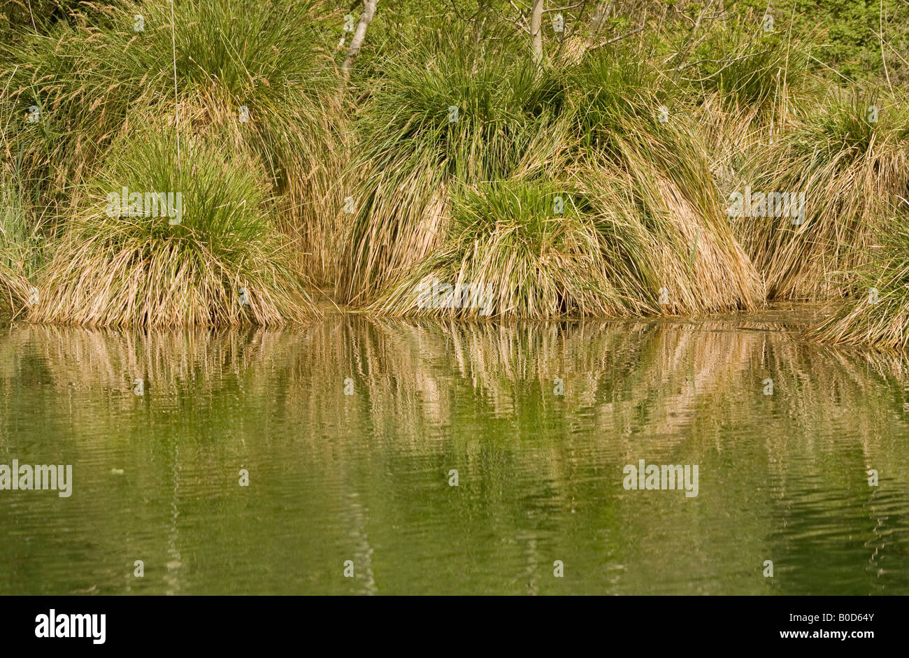 Gras-Reflexionen am Rande des Wassers im Frühling, West Sussex, England Stockfoto