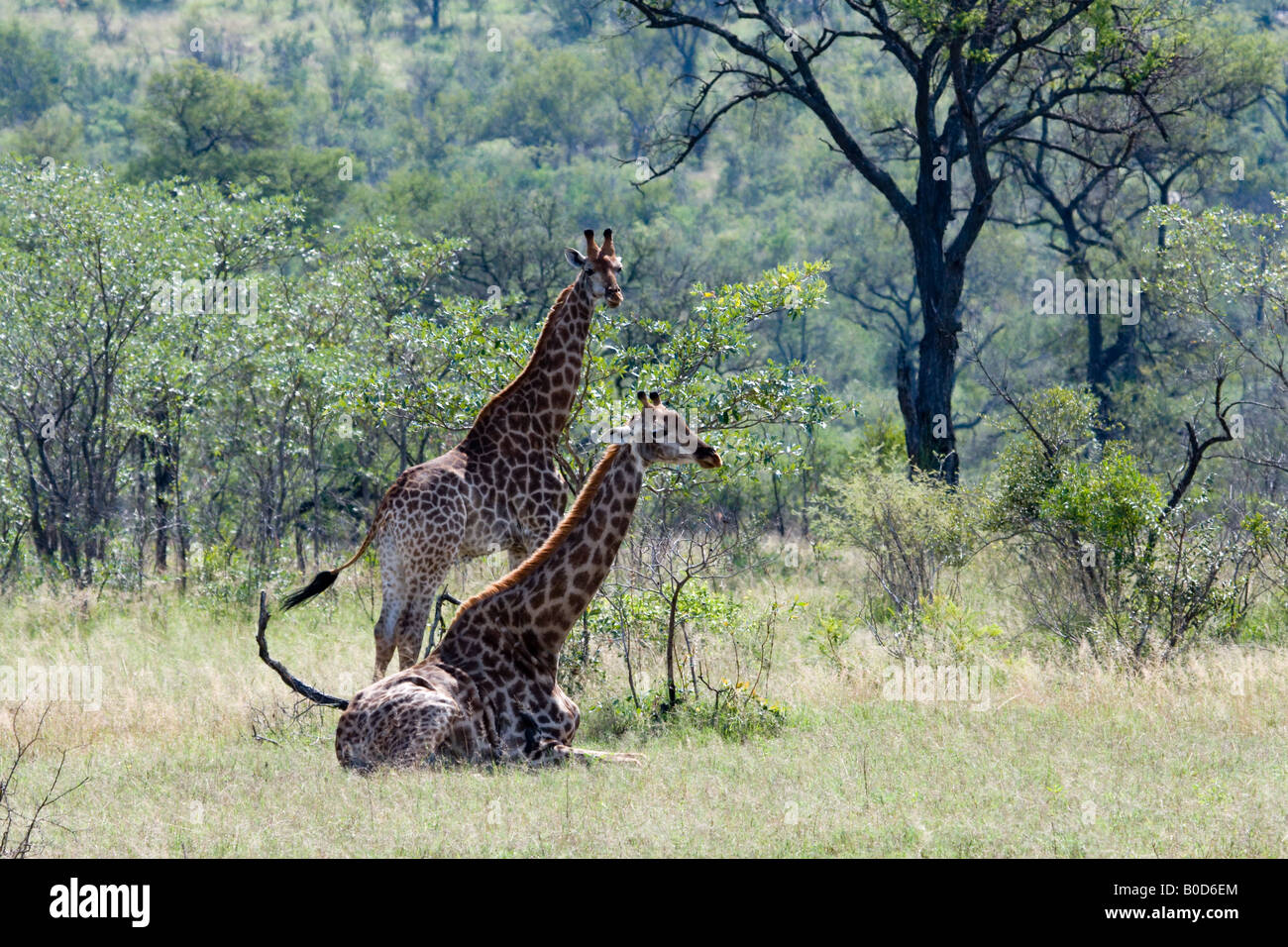 Giraffen ruht in Mopane Buschland, Kruger NP Stockfoto