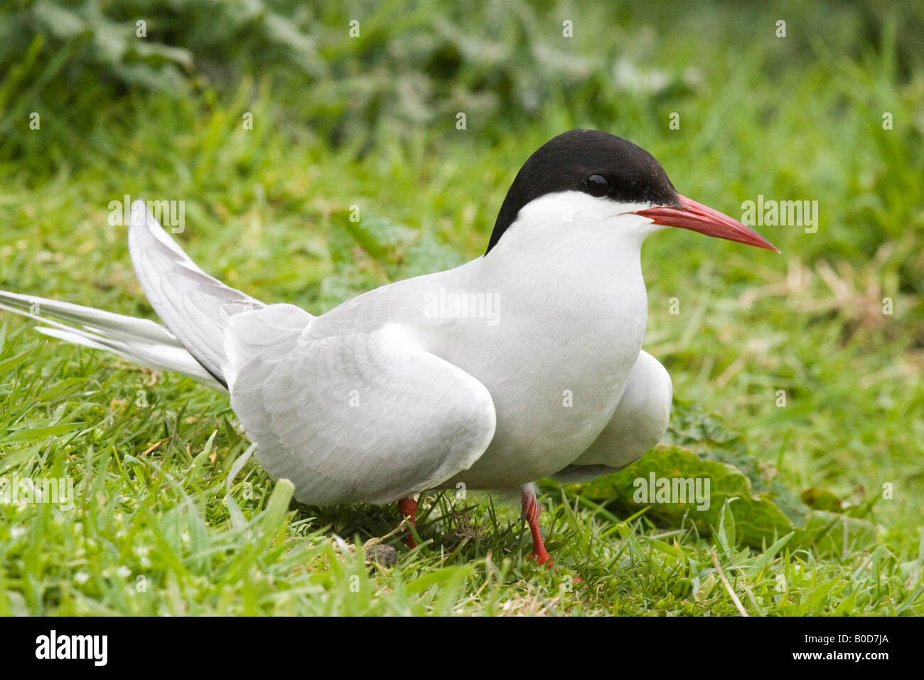 Küstenseeschwalbe (Sterna Paradisaea) auf Erden Inner Farne, Farne Islands, Northumberland, England, UK Stockfoto