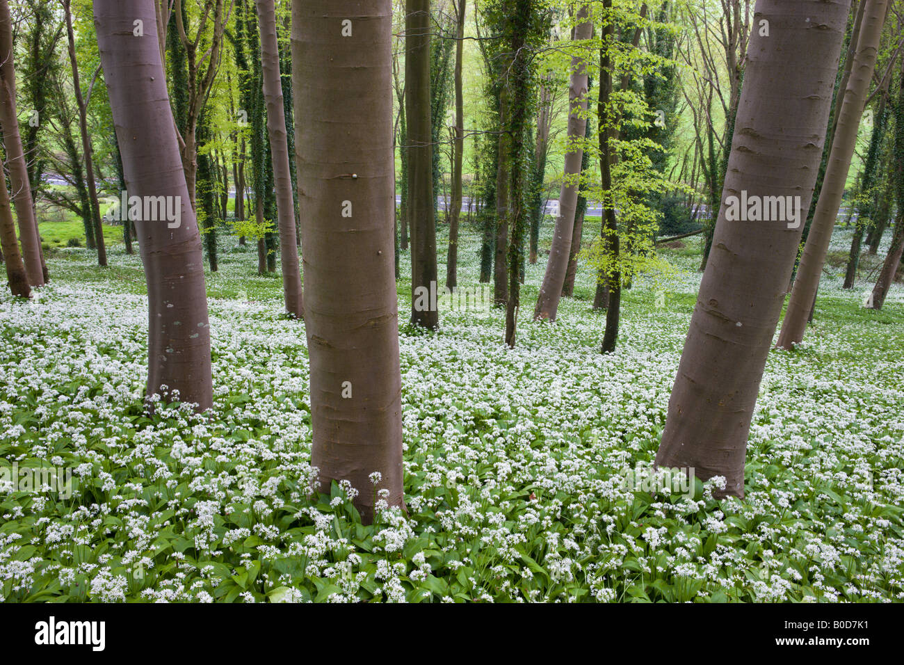 Bärlauch (Allium Ursinum) wächst in einem Waldgebiet Winterbourne Abbas Dorset-England Stockfoto