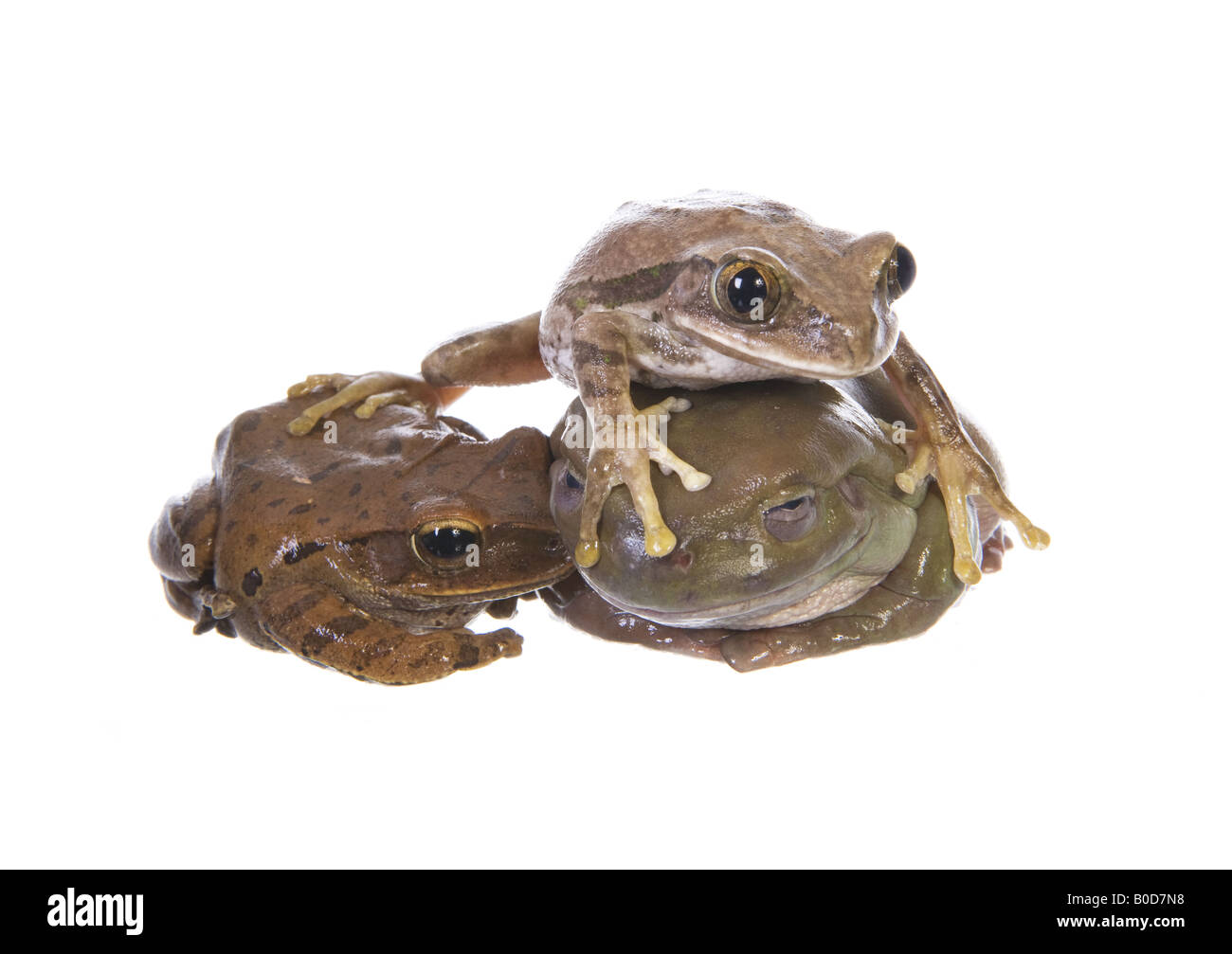 Drei Laubfrösche in einem Haufen isoliert auf weißem Hintergrund Stockfoto