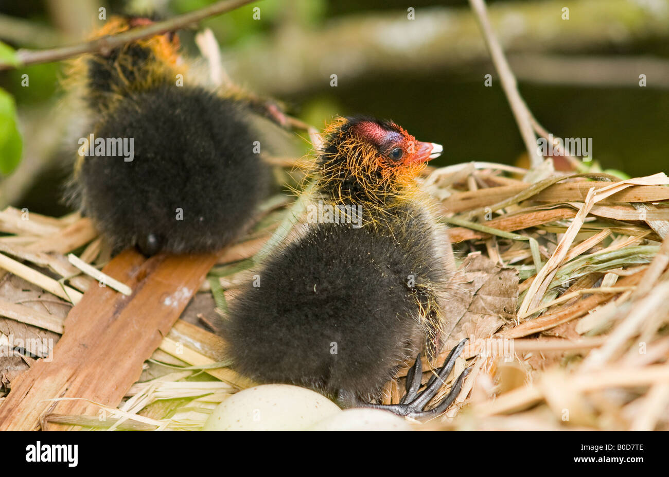 Nahaufnahme eines Paares von Babykouts (Fulica atra) auf dem Gelege im Frühling mit einigen noch ungeschlüpften Eiern Stockfoto