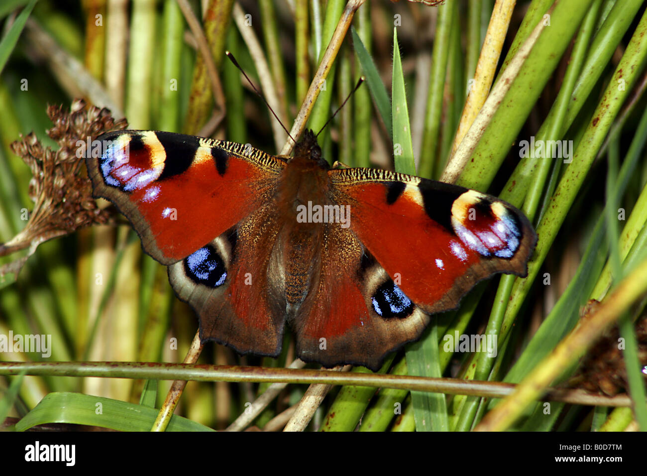 Tagpfauenauge. Stockfoto