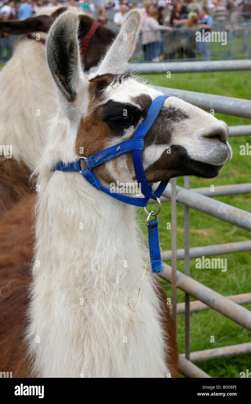 Lama bei show Stockfoto