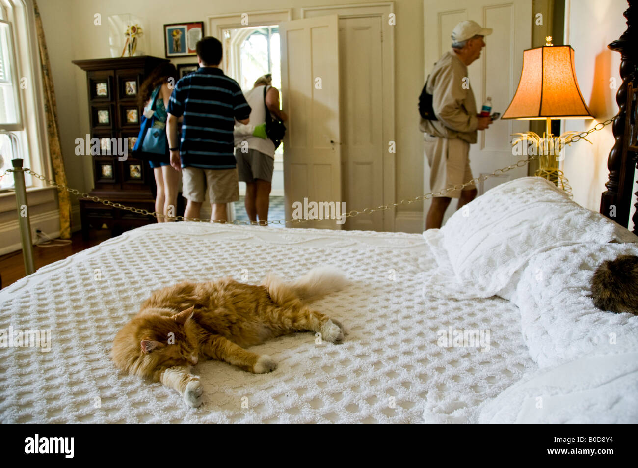 Katze schläft auf einem Bett im Schlafzimmer in der Ernest Hemingway ... Katze schläft auf einem Bett im Schlafzimmer in der Ernest Hemingway ...