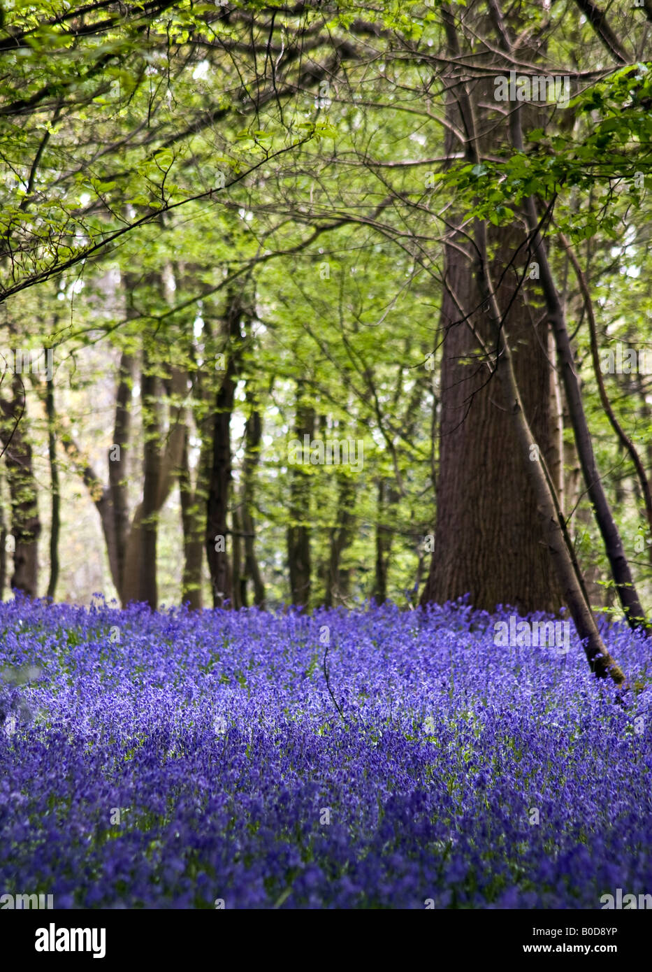 Teppich Glockenblumen woodland Stockfoto