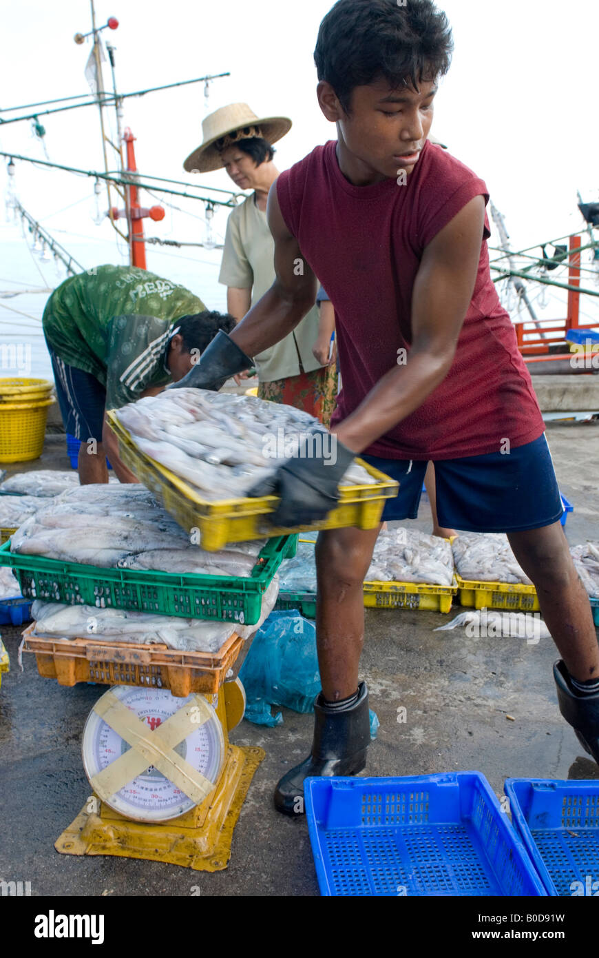 Thai Fischer arbeiten hart bringen einen Fang von Kalmaren für den lokalen Markt Stockfoto