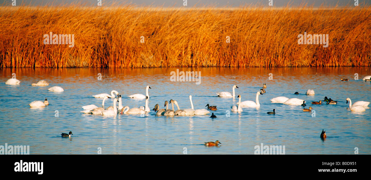 Tundra Schwäne (Cygnus Columbianus), Lower Klamath Basin National Wildlife Refuge im Herbst (Herbst), California Stockfoto