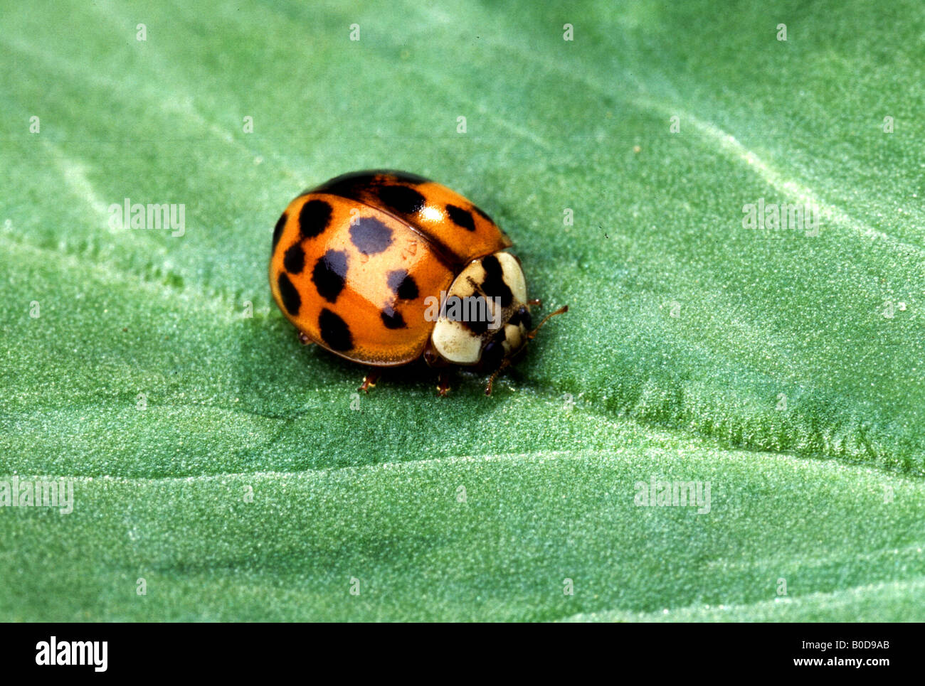 Die asiatischen bunten Lady Beetle (Harmonia Axyridis) Stockfoto