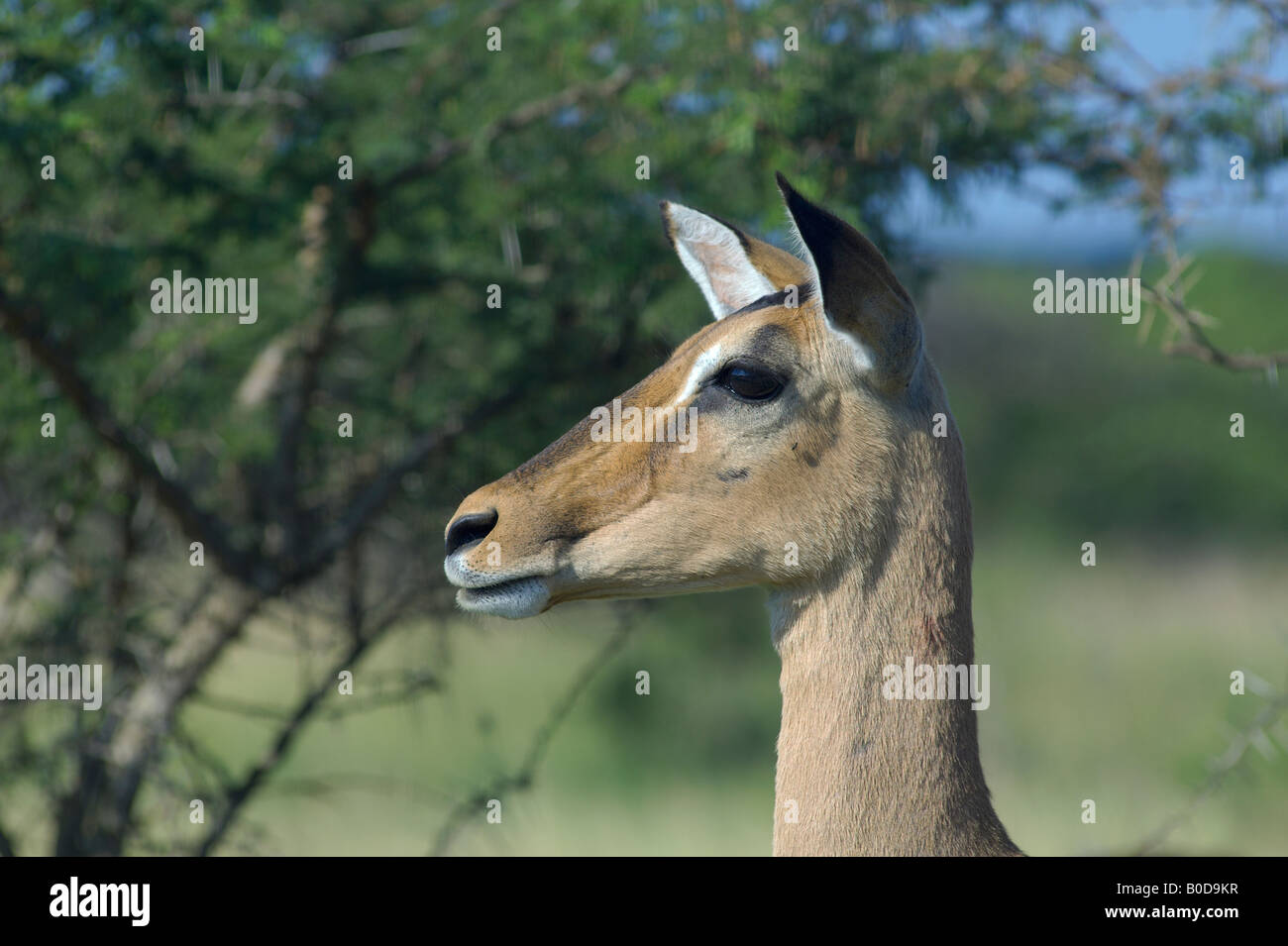 Impala Aepyceros Melampus Savanne Antilope Spirale gehörnten Antilopen kleine Antilope afrikanische Säugetier afrikanischen Antilope Grazer und bro Stockfoto