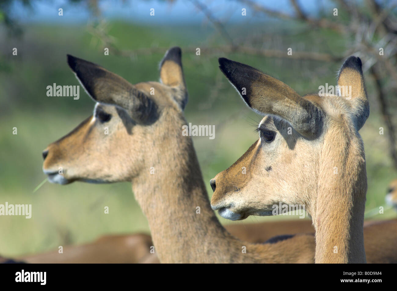 Impala Aepyceros Melampus Savanne Antilope Spirale gehörnten Antilopen kleine Antilope afrikanische Säugetier afrikanischen Antilope Grazer und bro Stockfoto