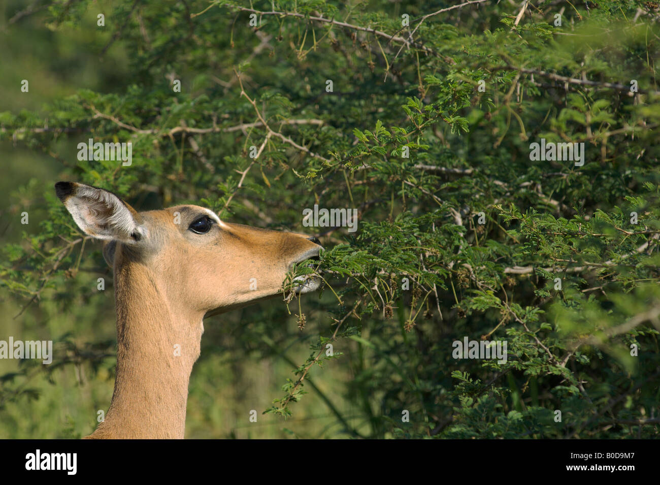 Impala Aepyceros Melampus Savanne Antilope Spirale gehörnten Antilopen kleine Antilope afrikanische Säugetier afrikanischen Antilope Grazer und bro Stockfoto