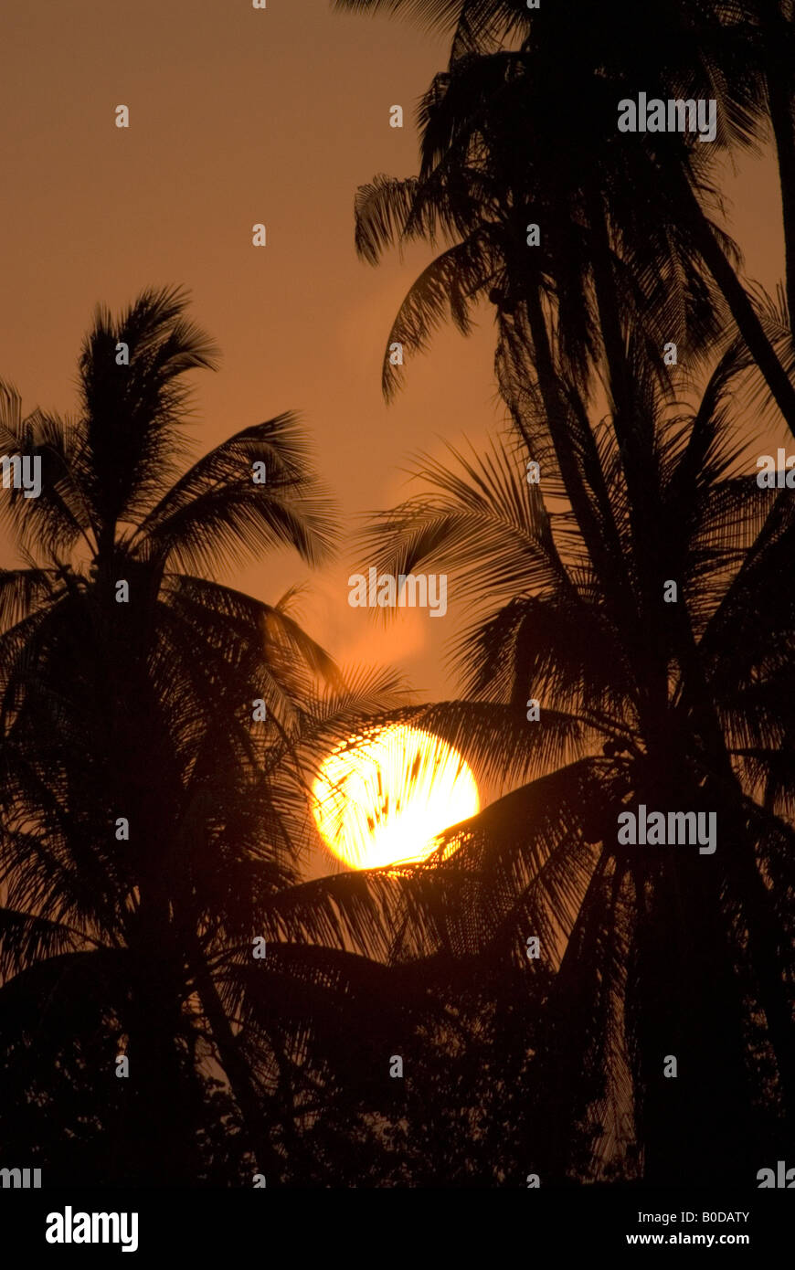 Wunderschönen tropischen Sonnenuntergang durch die Kokospalmen auf einer tropischen Insel. Stockfoto