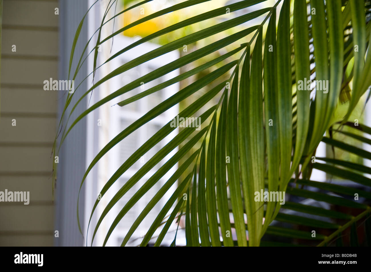 Blätter der Palme in einem ruhigen Garten im The Truman Annex in Key West Florida, wo die Tür im Hintergrund gesehen wird Stockfoto