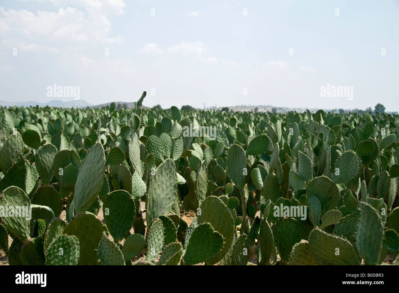 Felder des Feigenkaktus in der Nähe von Cholula, Mexiko Stockfoto