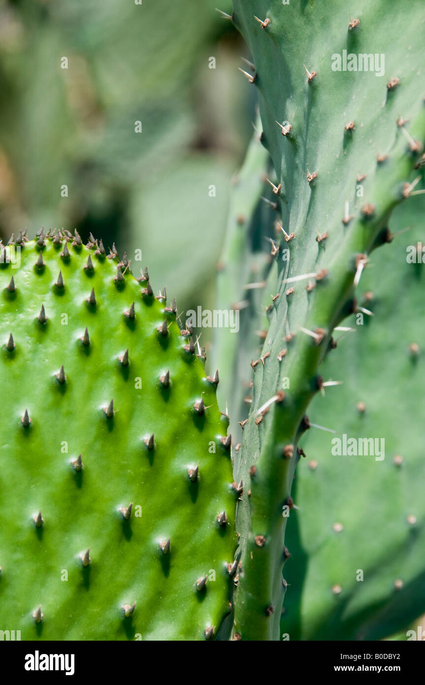 Detail des Nopal Kaktus in einem mexikanischen Kakteen Stockfoto