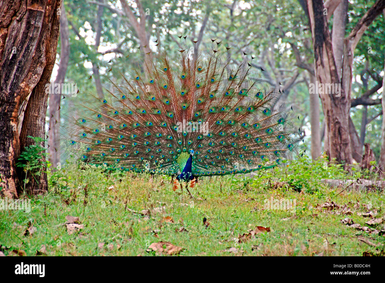 Mudumalai.  Männlicher Pfau mit seinem verbreiten voll schönere lange Federn; Es ist an der Zeit, sein Mädchen für ein kurzes Gespräch zu gewinnen. Stockfoto