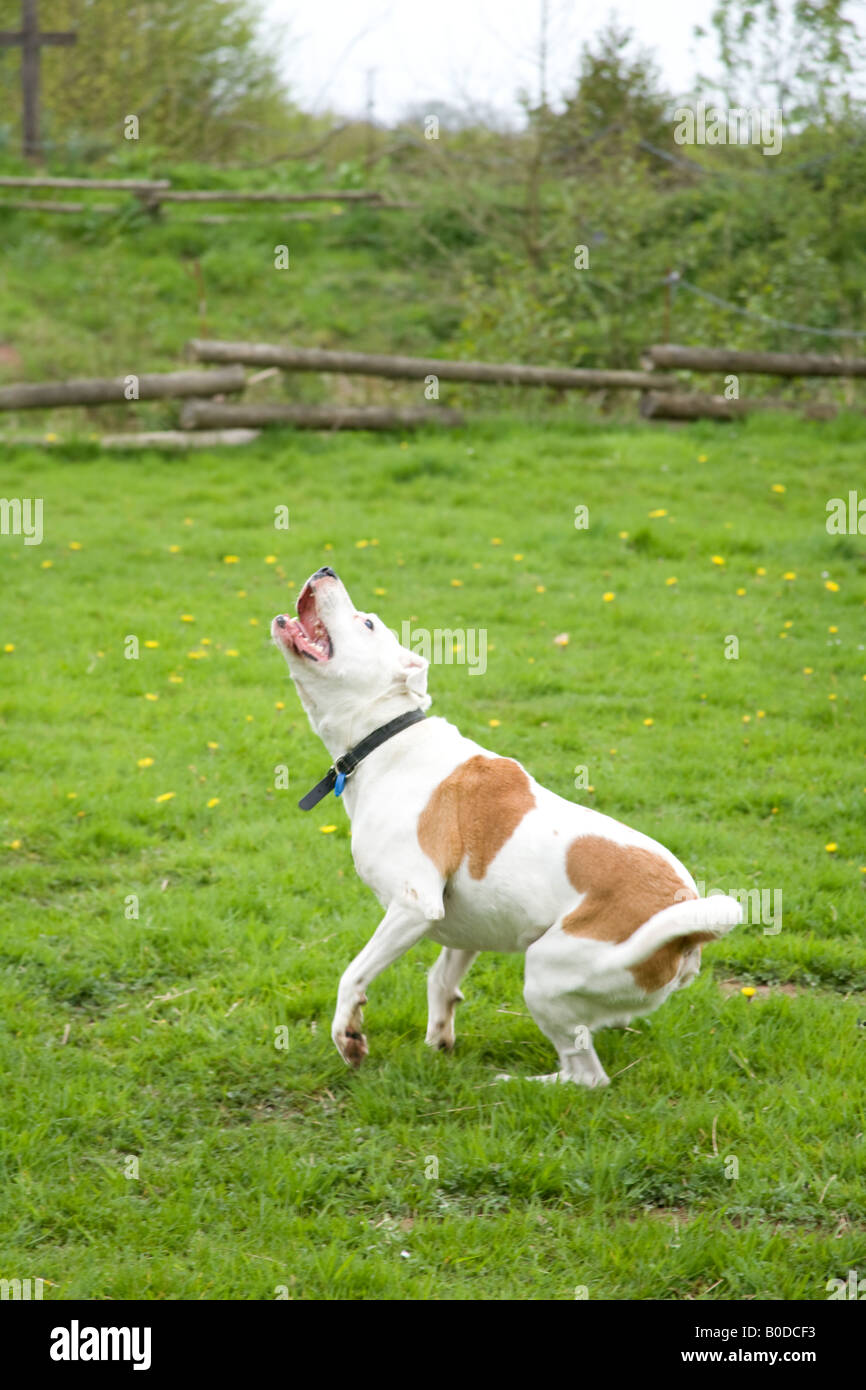 Weißer Mischling Hund spielen mit einem Tennisball Hampshire England Stockfoto