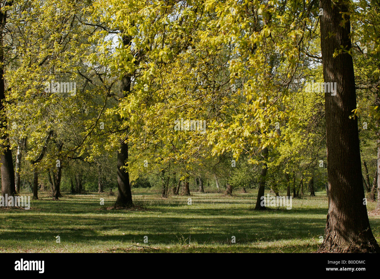 Parco di Stupinigi. Turin, Italien Stockfoto
