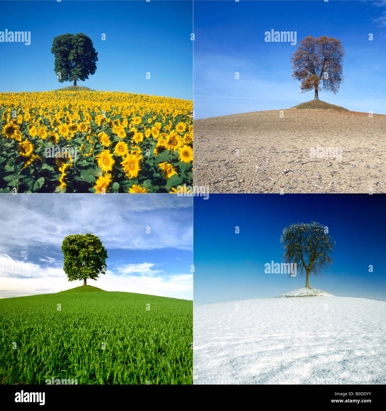 Die vier Jahreszeiten - Kastanien-Baum in einer Landschaft im Frühling, Sommer, Herbst und Winter Stockfoto