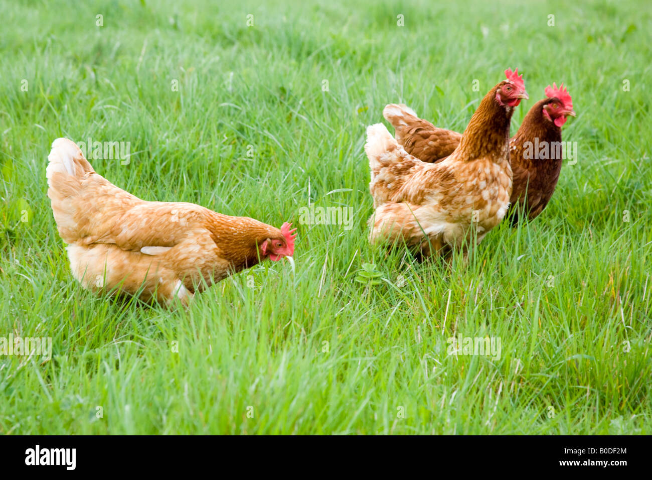 Freilandhaltung Bio-Hühner Hampshire England Stockfoto